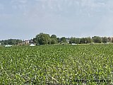 Zandlemig Vlaanderen
